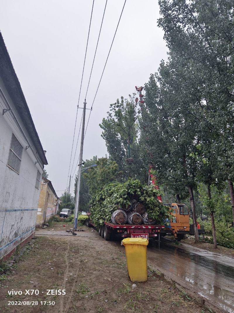 金叶复叶槭绿叶复叶槭山东省聊城市冠县供应