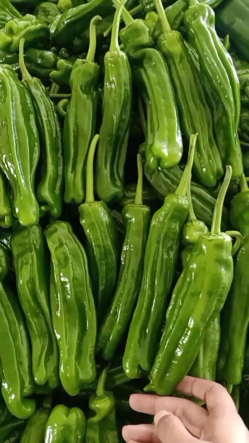 山东鲜辣椒薄皮椒，芜湖椒，对接电商市场超市，货源充足