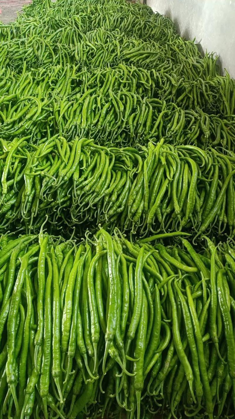 山东鲜辣椒薄皮椒，芜湖椒，对接电商市场超市，货源充足