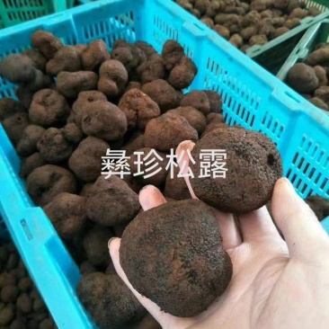 鲜松露速冻松露源头一手货源保质保量欢迎订购