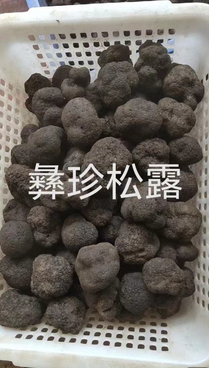 鲜松露速冻松露源头一手货源保质保量欢迎订购