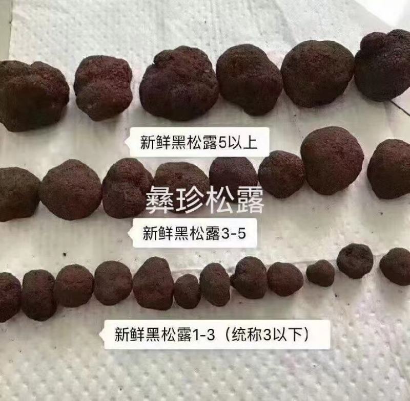 鲜松露速冻松露源头一手货源保质保量欢迎订购