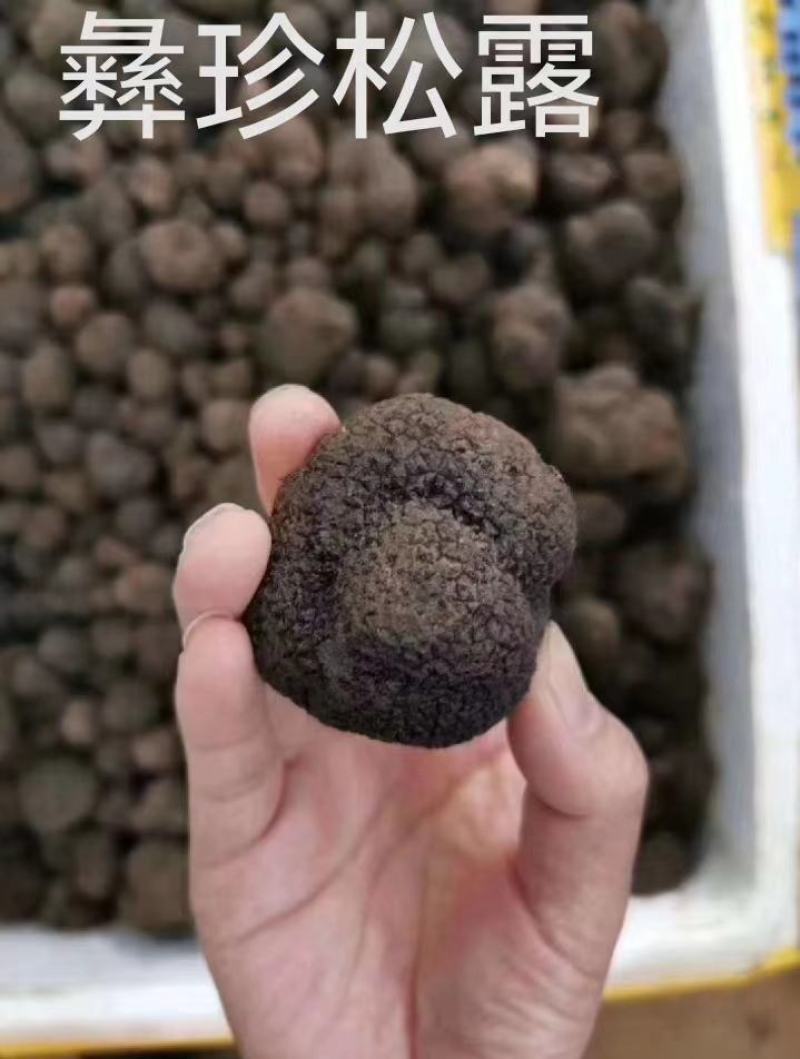 鲜松露速冻松露源头一手货源保质保量欢迎订购
