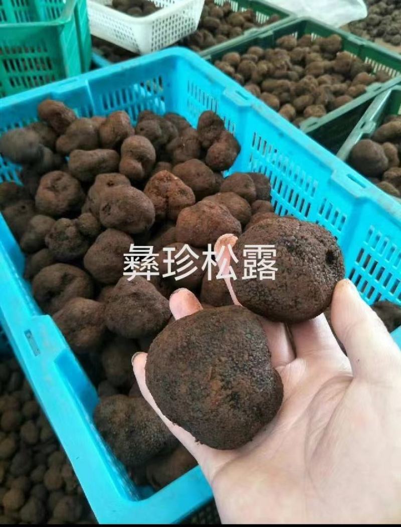 鲜松露速冻松露源头一手货源保质保量欢迎订购