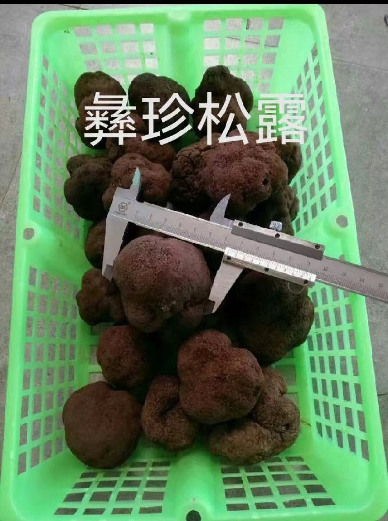 鲜松露速冻松露源头一手货源保质保量欢迎订购