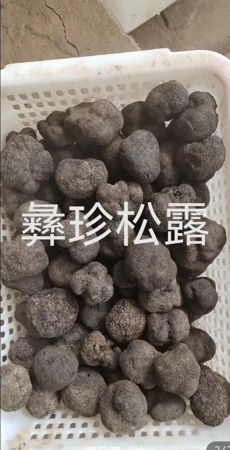 鲜松露速冻松露源头一手货源保质保量欢迎订购