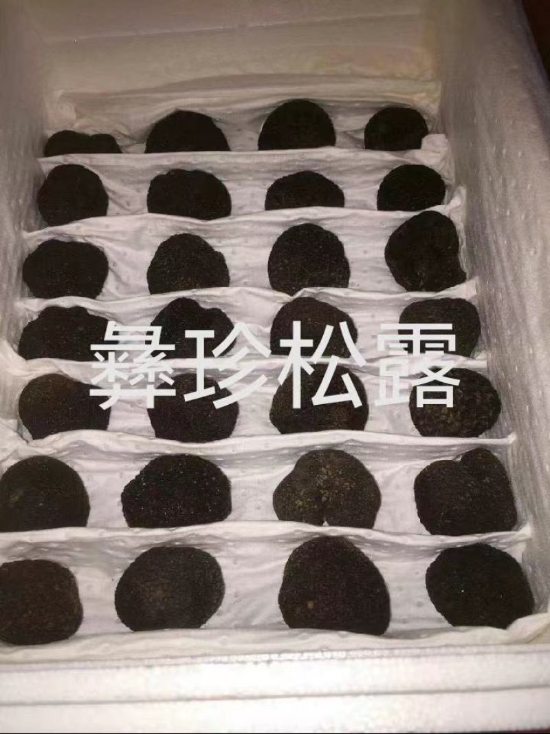 鲜松露速冻松露源头一手货源保质保量欢迎订购