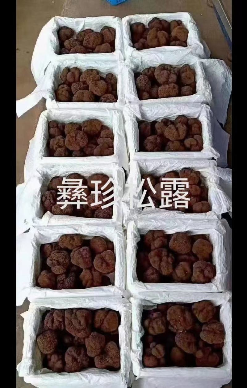 鲜松露速冻松露源头一手货源保质保量欢迎订购
