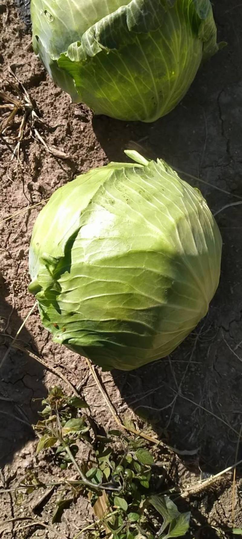 蔬菜批发