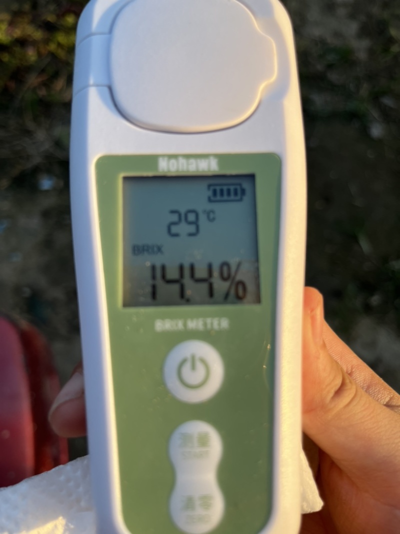 正宗秋月梨甜度14➕细腻多汁