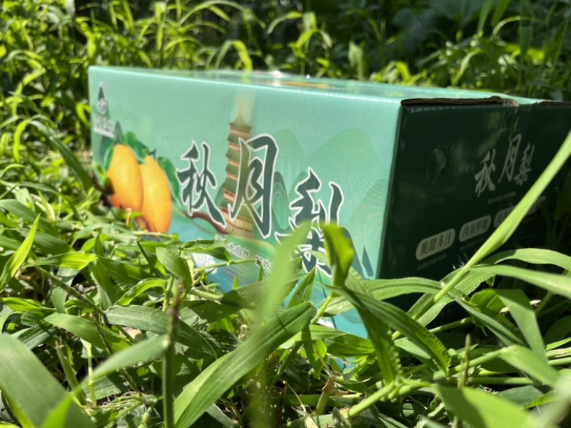 正宗秋月梨甜度14➕细腻多汁