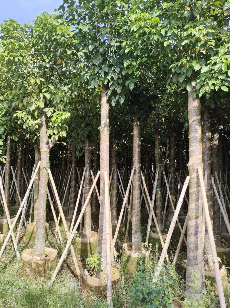 秋枫。广东省揭阳市榕城区大量供应商