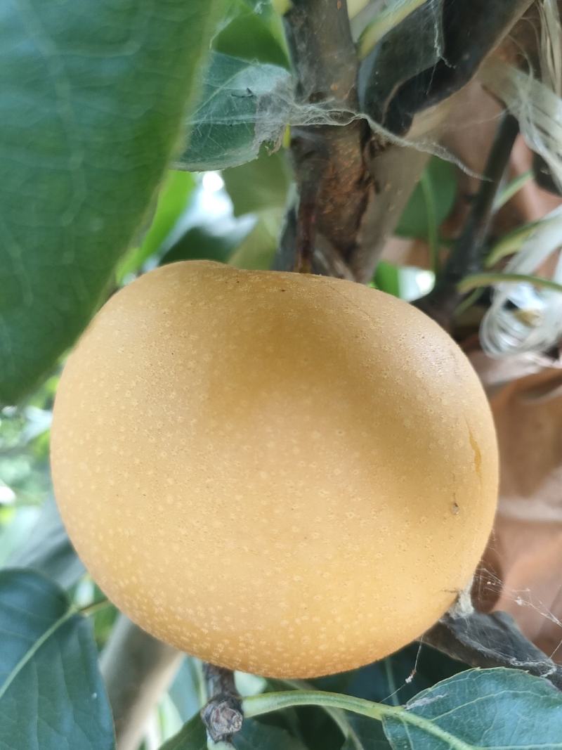 秋月梨