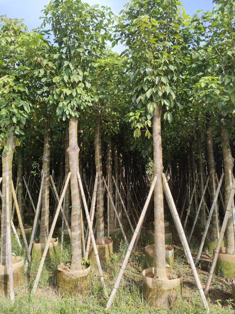 秋枫。广东省揭阳市榕城区大量供应商