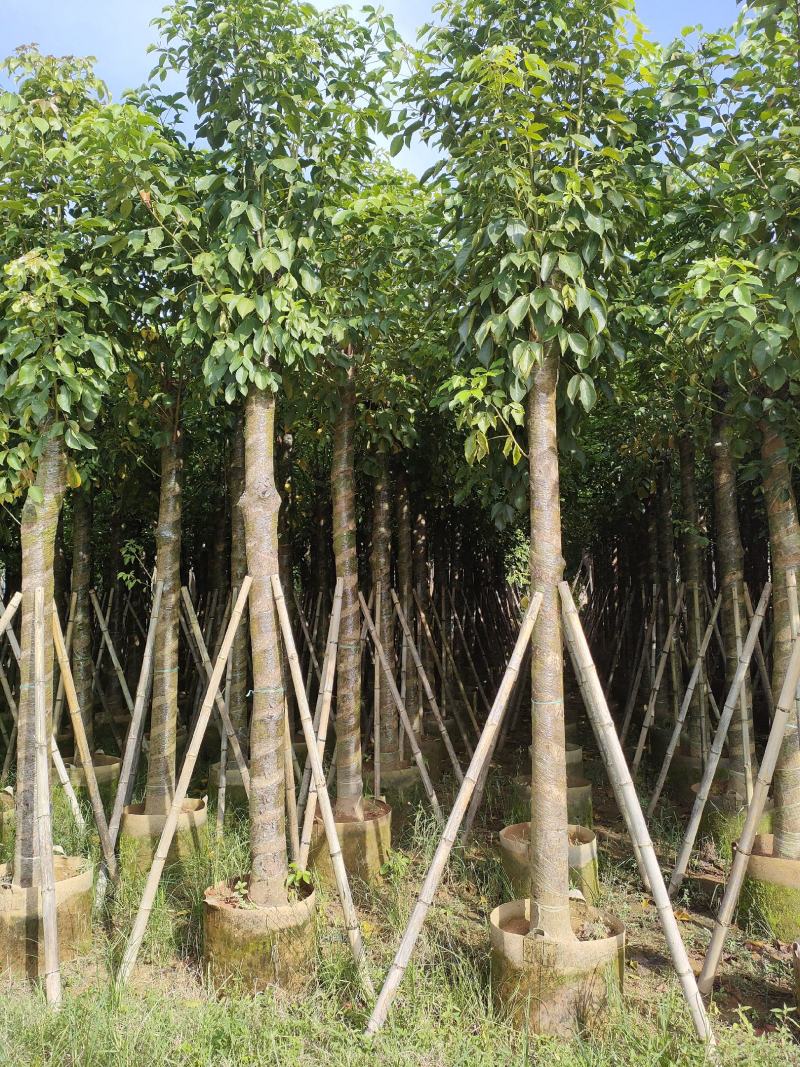 秋枫。广东省揭阳市榕城区大量供应商