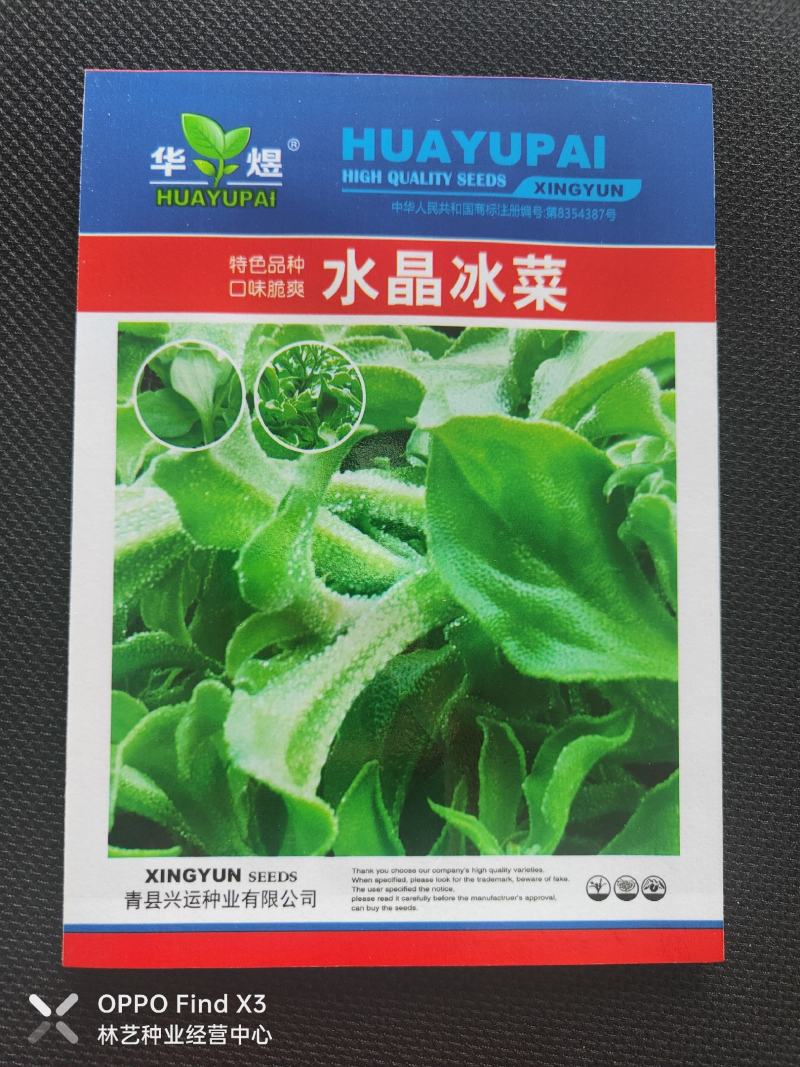 冰菜种子高产量进口优质种子口感清爽冰菜
