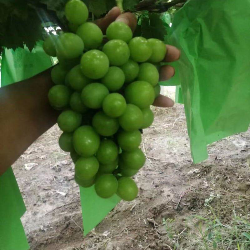 精品阳光玫瑰葡萄，大量上市，，货源充足，量大从优