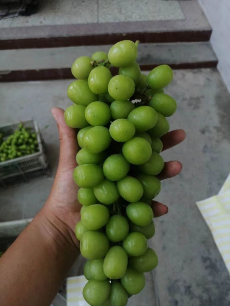 精品阳光玫瑰葡萄，大量上市，，货源充足，量大从优