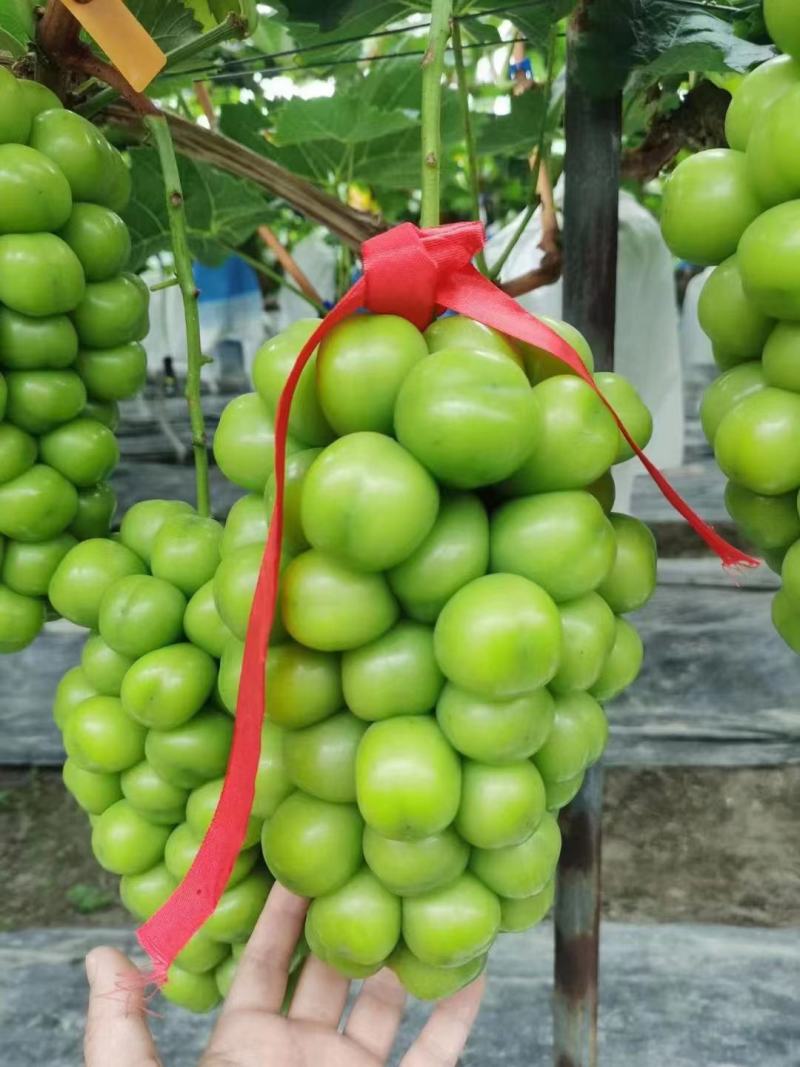 精品阳光玫瑰葡萄，大量上市，，货源充足，量大从优