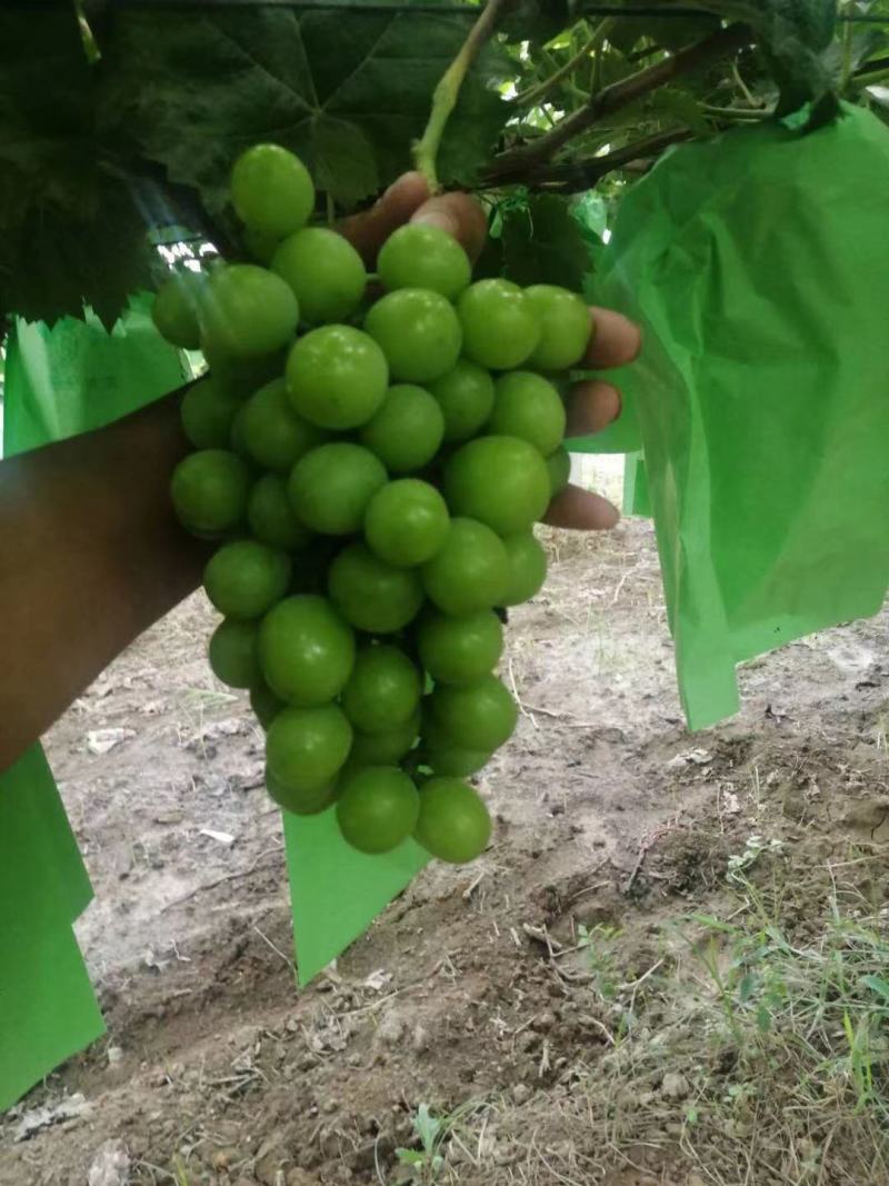 精品阳光玫瑰葡萄，大量上市，，货源充足，量大从优