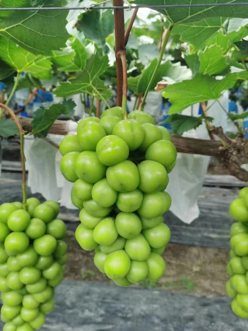 精品阳光玫瑰葡萄，大量上市，，货源充足，量大从优