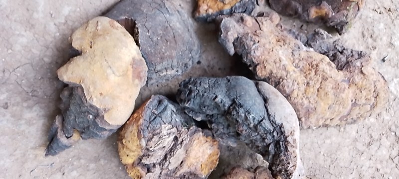 【精选】桦树茸，桦黄，白桦茸，秦岭以南，干货，统货。