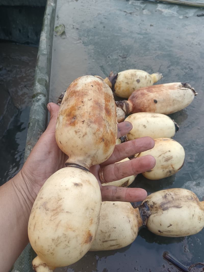 精品藕头