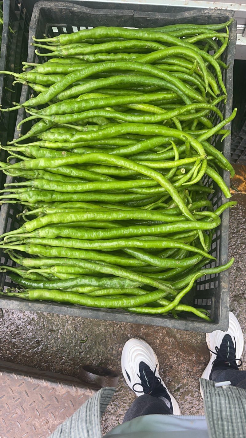 精品线椒大量上市中有量