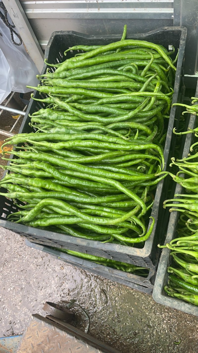 精品线椒大量上市中有量