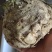 根芹，野菜特菜全国发货，炒肉吃，味道浓郁