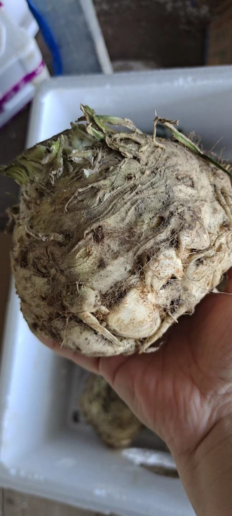 根芹，野菜特菜全国发货，炒肉吃，味道浓郁