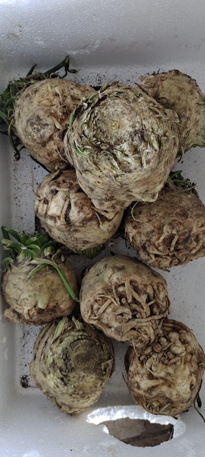 根芹，野菜特菜全国发货，炒肉吃，味道浓郁