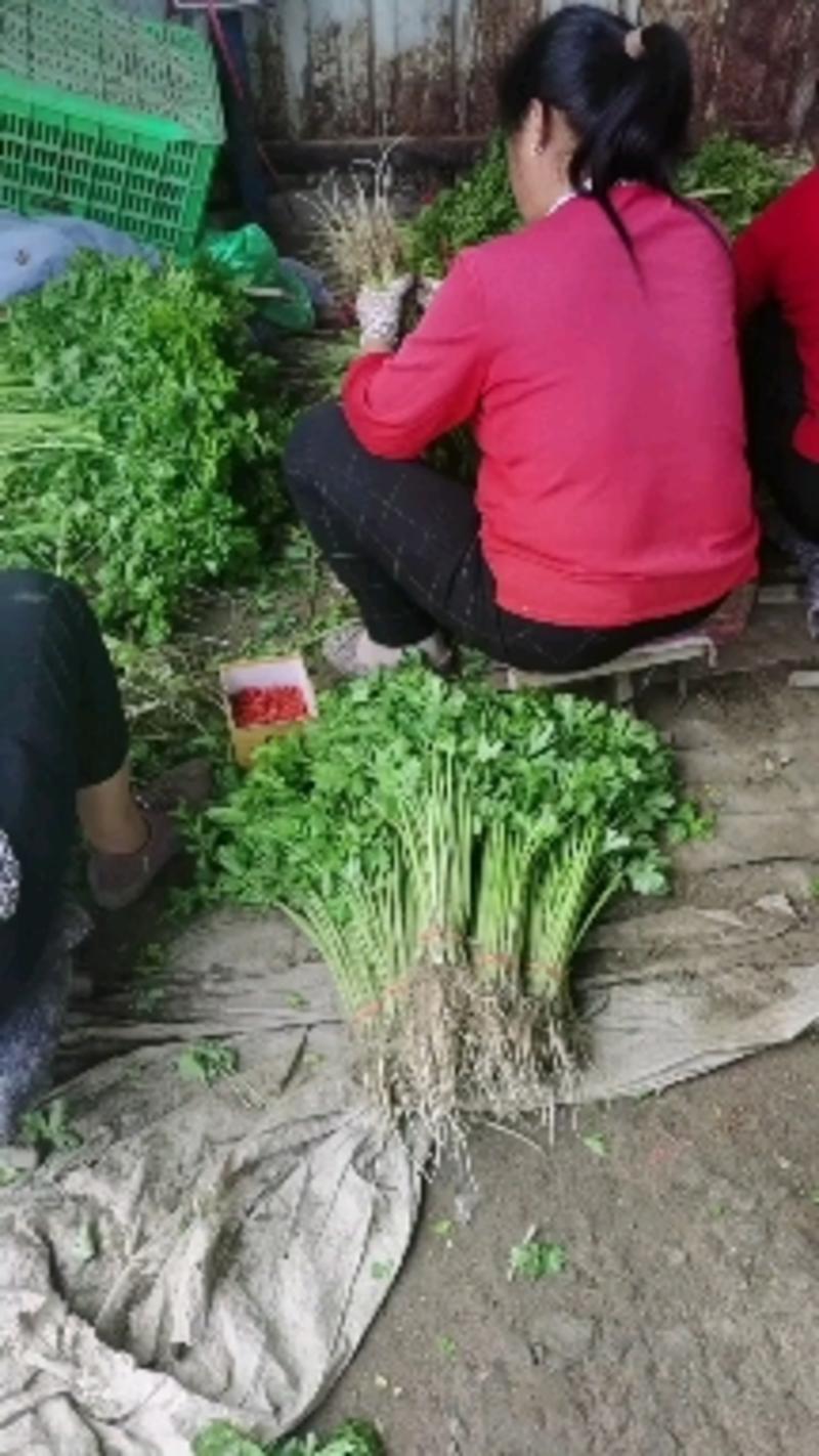 香芹精品香芹大量有货，一手货源。另有上海青小白菜。