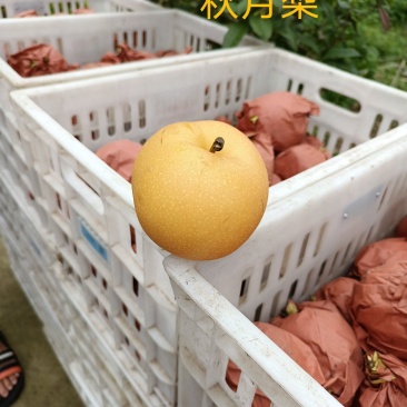 秋月梨