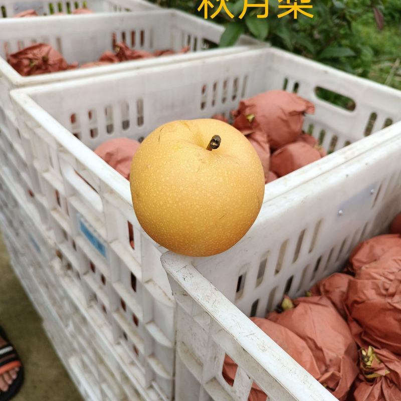 秋月梨