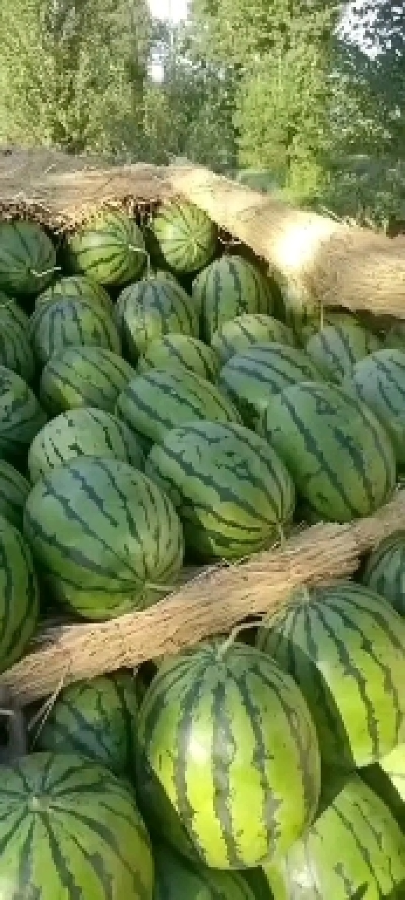 黑龙江佳木斯直根西瓜，大量上市，品质高价钱低，需要联系。