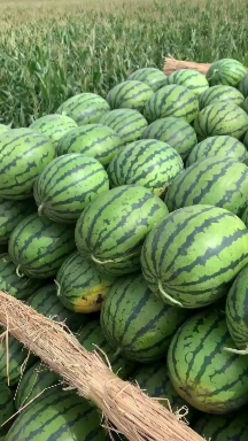 黑龙江佳木斯直根西瓜，大量上市，品质高价钱低，需要联系。