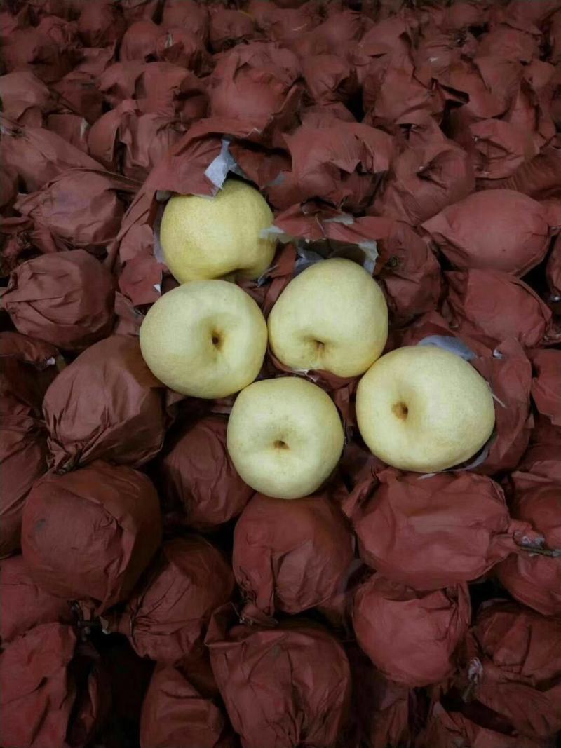 陕西蒲城优质酥梨大量供应，代发全国