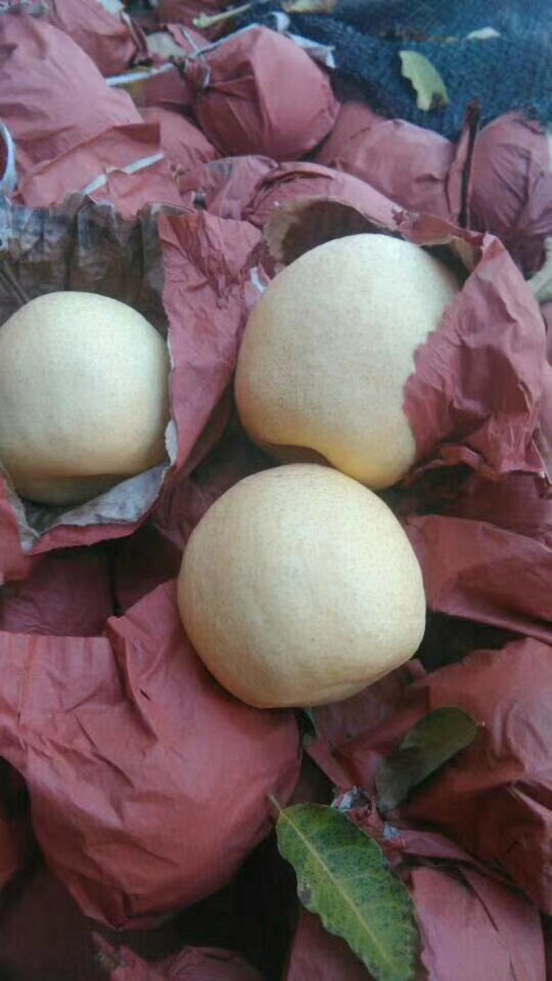 陕西蒲城优质酥梨大量供应，代发全国
