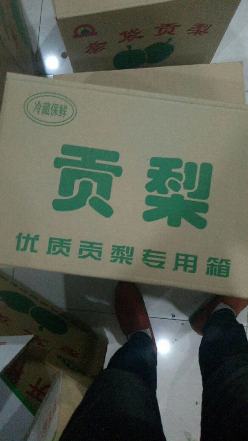陕西蒲城优质酥梨大量供应，代发全国