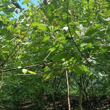 核桃