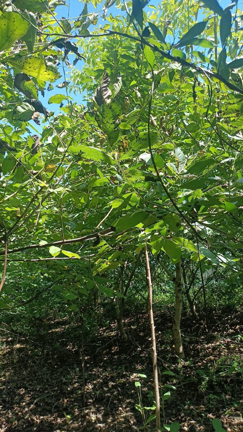 核桃