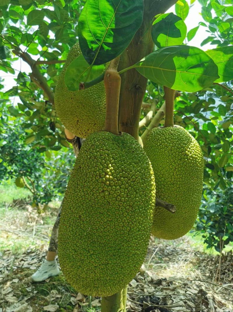 云南屏边鑫隆菠萝蜜基地，喝山泉水长大的菠萝蜜