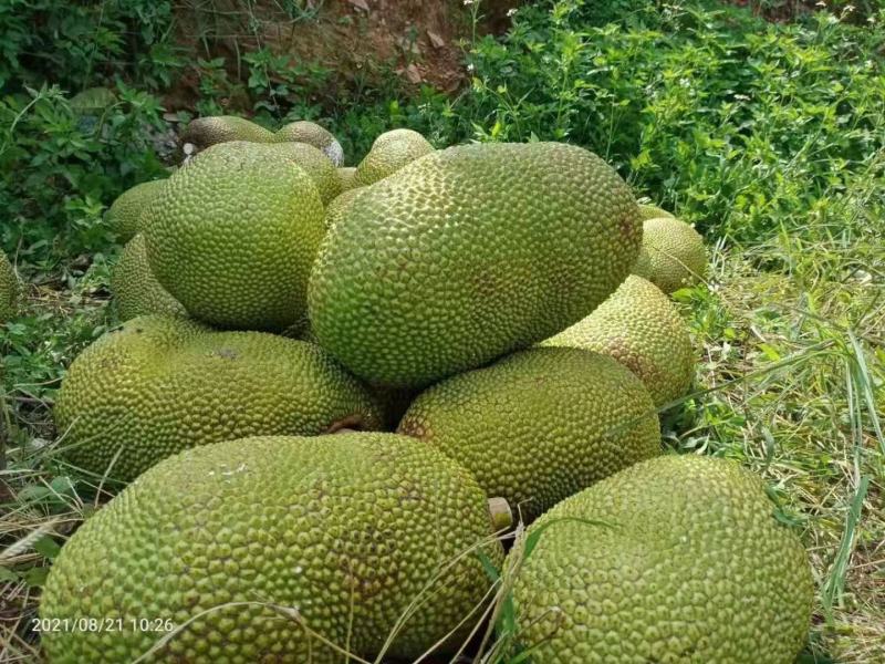 云南屏边鑫隆菠萝蜜基地，喝山泉水长大的菠萝蜜