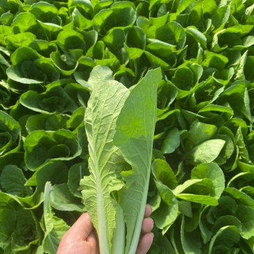 山东油菜小白菜诚信经营长期合作量大从优期待您的来电