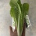 山东油菜小白菜诚信经营长期合作量大从优期待您的来电