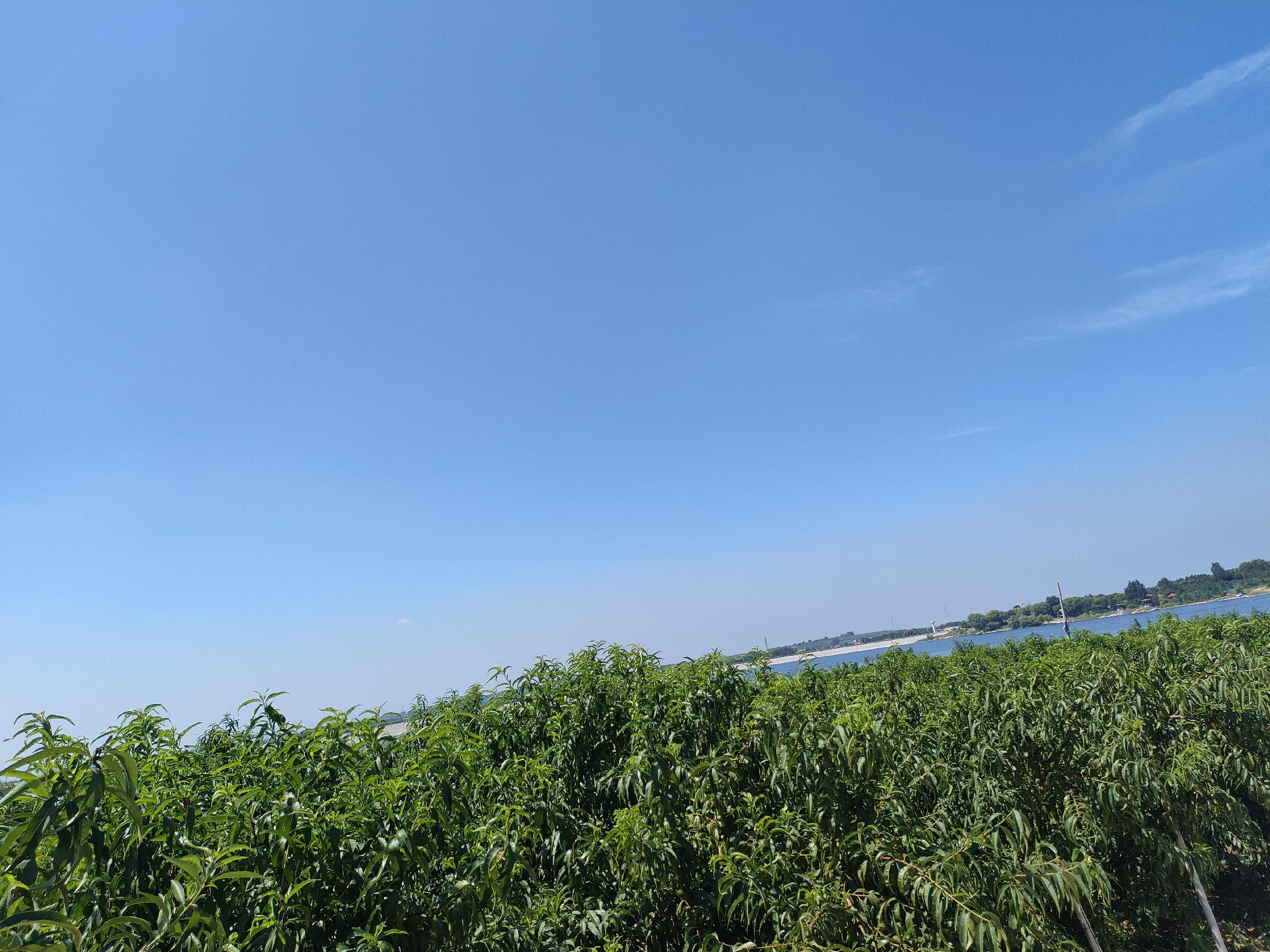 桃和梨在植物园中的生长场景