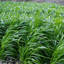 牧草种子进口多年生黑麦草四季种植养牛羊鸡鸭鱼鹅兔高产耐寒