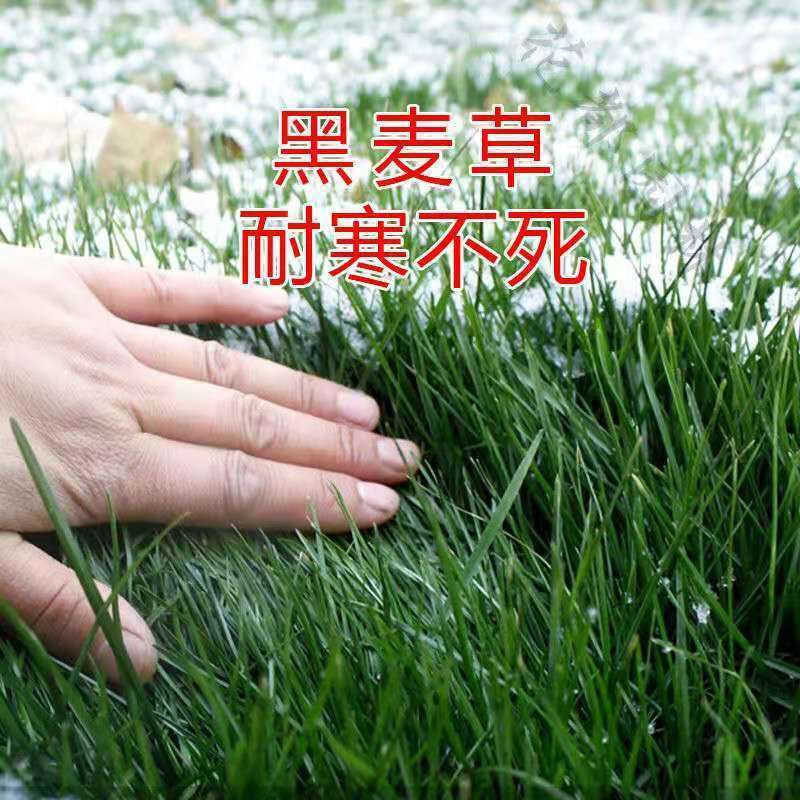 牧草种子进口多年生黑麦草四季种植养牛羊鸡鸭鱼鹅兔高产耐寒