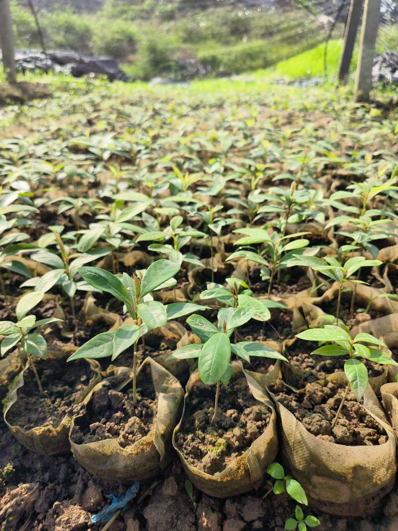 金丝楠木苗，基地供货易成活，价格合理，质量保证，欢迎电联
